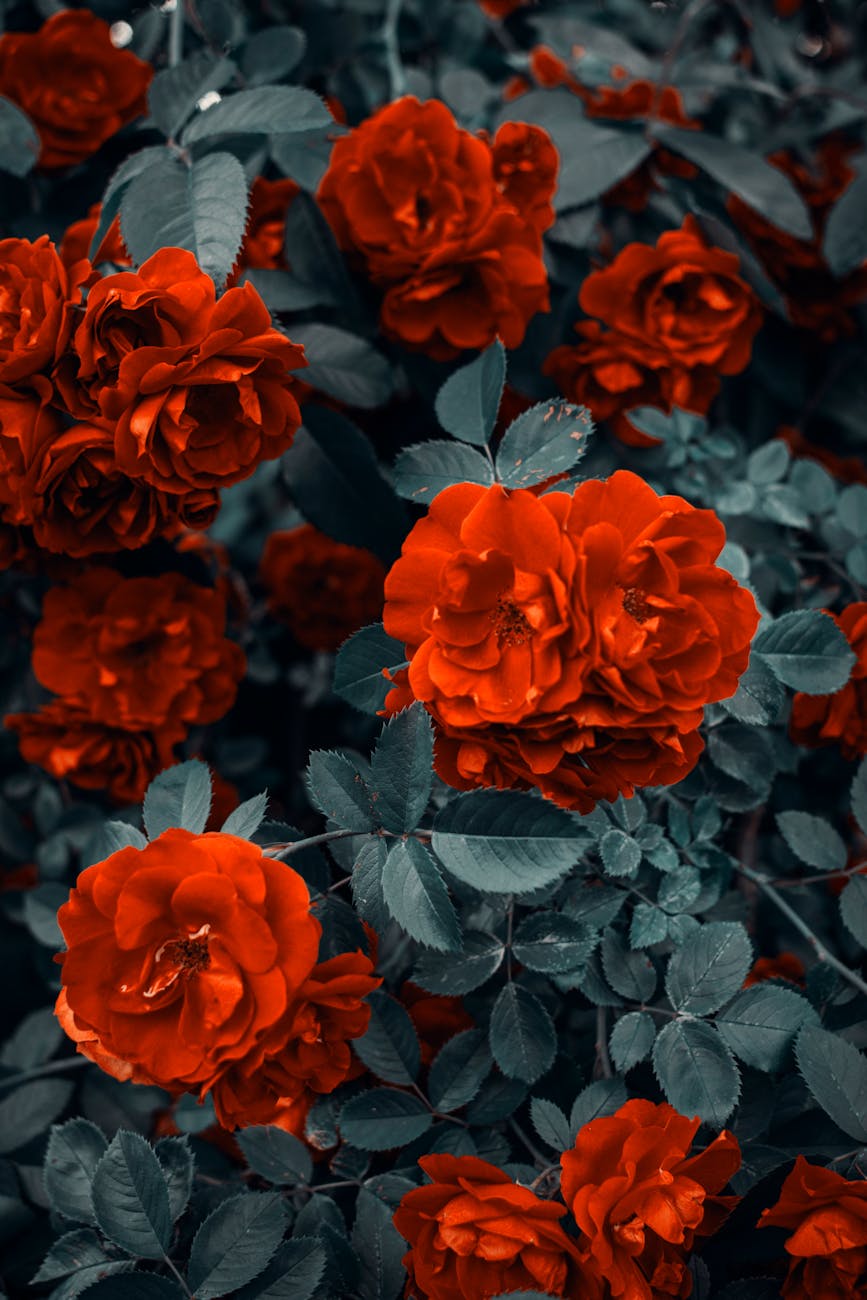 A close up of a rose bush.